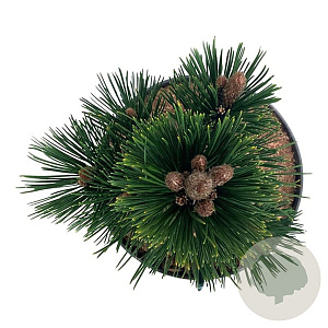 Pinus heldreichii 'Malinki' 25-30 cm