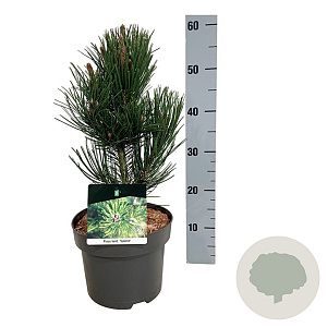 Pinus heldreichii 'Satellit' 30-40 cm 4,5L