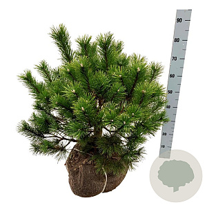 Pinus mugo 50-60 cm met kluit extra
