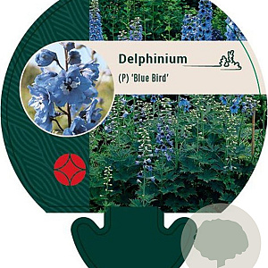 Delphinium (P) 'Blue Bird' GM P9
