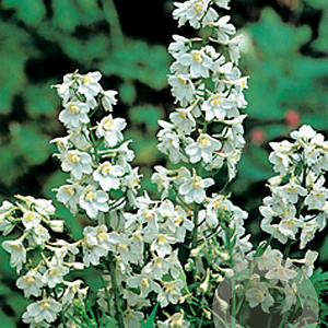 Delphinium (B) 'Casa Blanca' GM P9