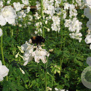 Delphinium (B) 'Casa Blanca' GM P9