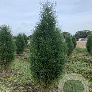 Pinus nigra 'Green Tower' 125-150 cm met kluit solitair