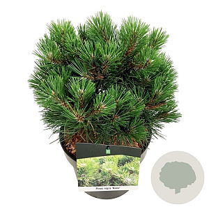 Pinus nigra 'Nana' 25-30 cm