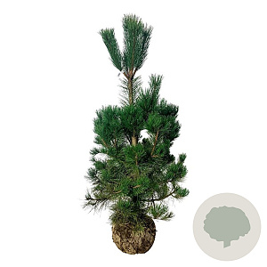 Pinus nigra nigra 150-175 cm draadkluit