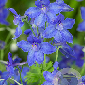 Delphinium gr. 'Blauer Zwerg' GM P9