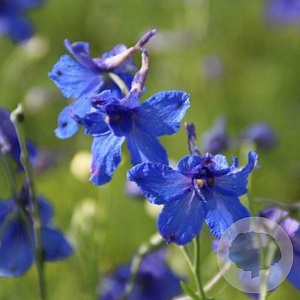 Delphinium gr. 'Blauer Zwerg' GM P9