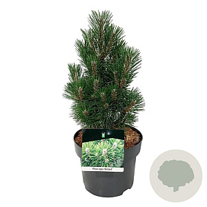 Pinus nigra 'Richard' 25-30 cm