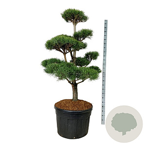 Pinus sylvestris 150-175 cm cont. 180L bonsai