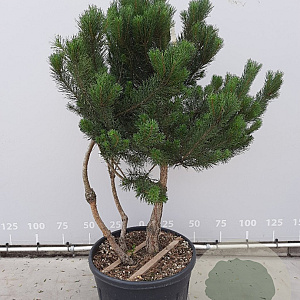 Pinus sylvestris 175-200 cm draadkluit meerstammig