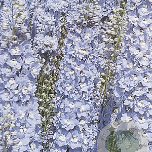 Delphinium (P) 'Summer Skies' GM P9