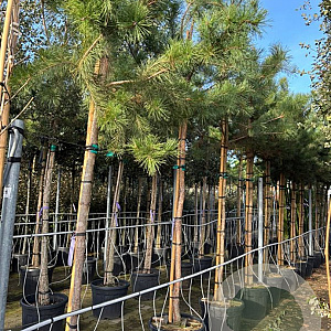 Pinus sylvestris 12-14 HO container 180 cm stam lei 150x150
