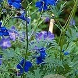 Delphinium (B) 'Völkerfrieden' GM P9