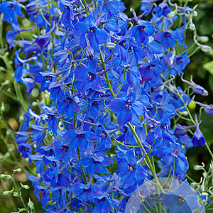 Delphinium (B) 'Völkerfrieden' GM P9