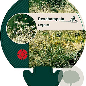 Deschampsia cespitosa GM P9