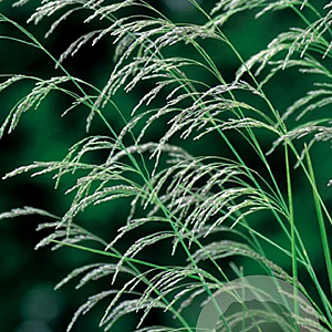 Deschampsia cespitosa GM P9