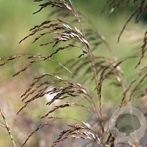 Deschampsia cesp. 'Bronzeschleier' GM P9