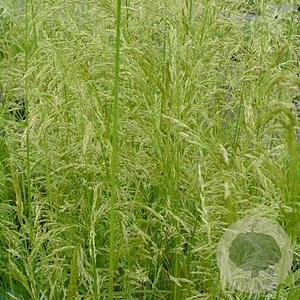 Deschampsia cesp. 'Goldschleier' GM P9