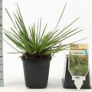 Deschampsia cesp. 'Goldschleier' GM P9