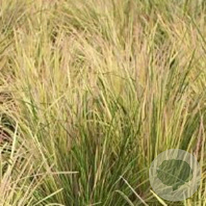 Deschampsia cesp. 'Goldtau' GM P9