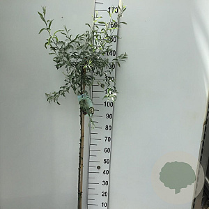 Pyrus salicifolia 'Pendula' 120 cm stam 7,5L