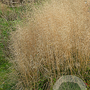 Deschampsia cesp. 'Palava' GM P9