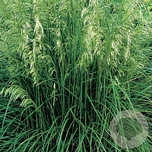 Deschampsia cesp. 'Tauträger' GM P9
