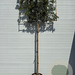Quercus ilex 10-12 HO container lei 150x120