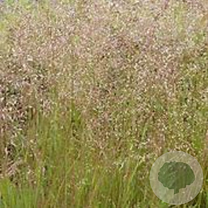Deschampsia flexuosa GM P9