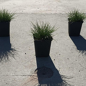Deschampsia flexuosa GM P9