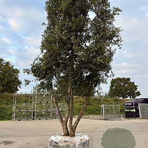 Quercus ilex GM container meerstammig solitair