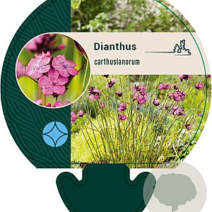 Dianthus carthusianorum GM P9