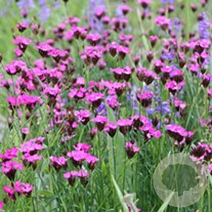 Dianthus carthusianorum GM P9