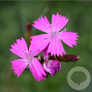 Dianthus carthusianorum GM P9