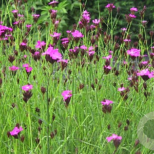 Dianthus carthusianorum GM P9