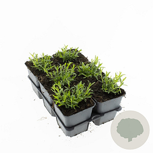 Dianthus delt. 'Albiflorus' GM P9