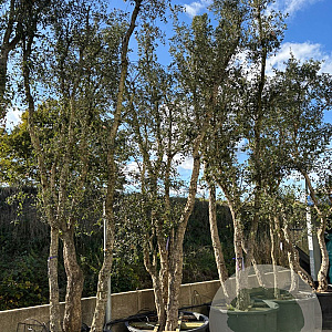 Quercus suber 375-400 cm container solitair