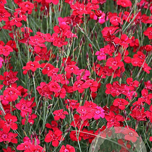 Dianthus delt. 'Flashing Light' GM P9