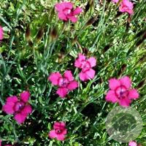 Dianthus delt. 'Flashing Light' GM P9