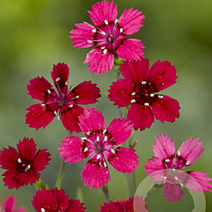 Dianthus delt. 'Flashing Light' GM P9