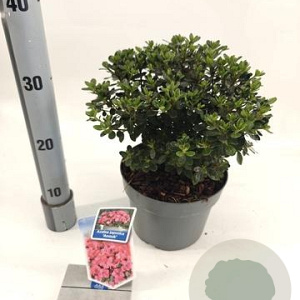 Rhododendron (AJ) 'Anouk' 20-25 cm 3,0L