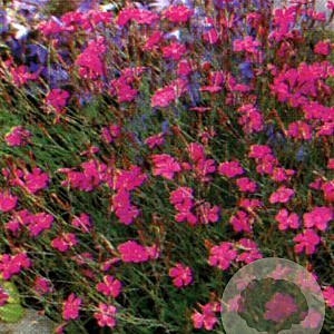 Dianthus delt. 'Splendens' GM P9