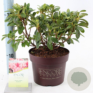 Rhododendron Encore Sunburst 25-30 cm 3,0L