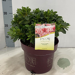 Rhododendron Encore Sunburst 30-35 cm 5,0L