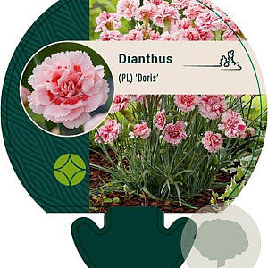 Dianthus (PL) 'Doris' GM P9