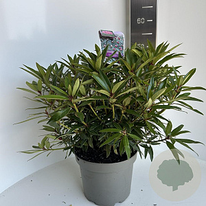 Rhododendron (AP) 'Graziella' 40-50 cm 5,0L