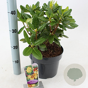 Rhododendron 'Nancy Evans' 30-40 cm 5,0L