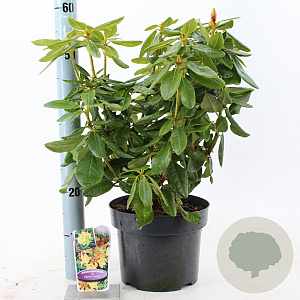 Rhododendron 'Nancy Evans' 30-40 cm 5,0L