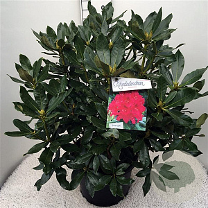 Rhododendron 'Nova Zembla' 60-80 cm 20L