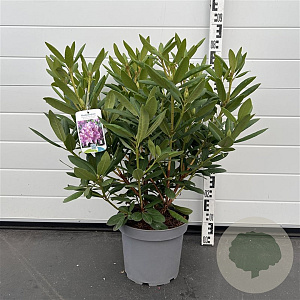 Rhododendron 'Roseum Elegans' 50-60 cm 7,5L